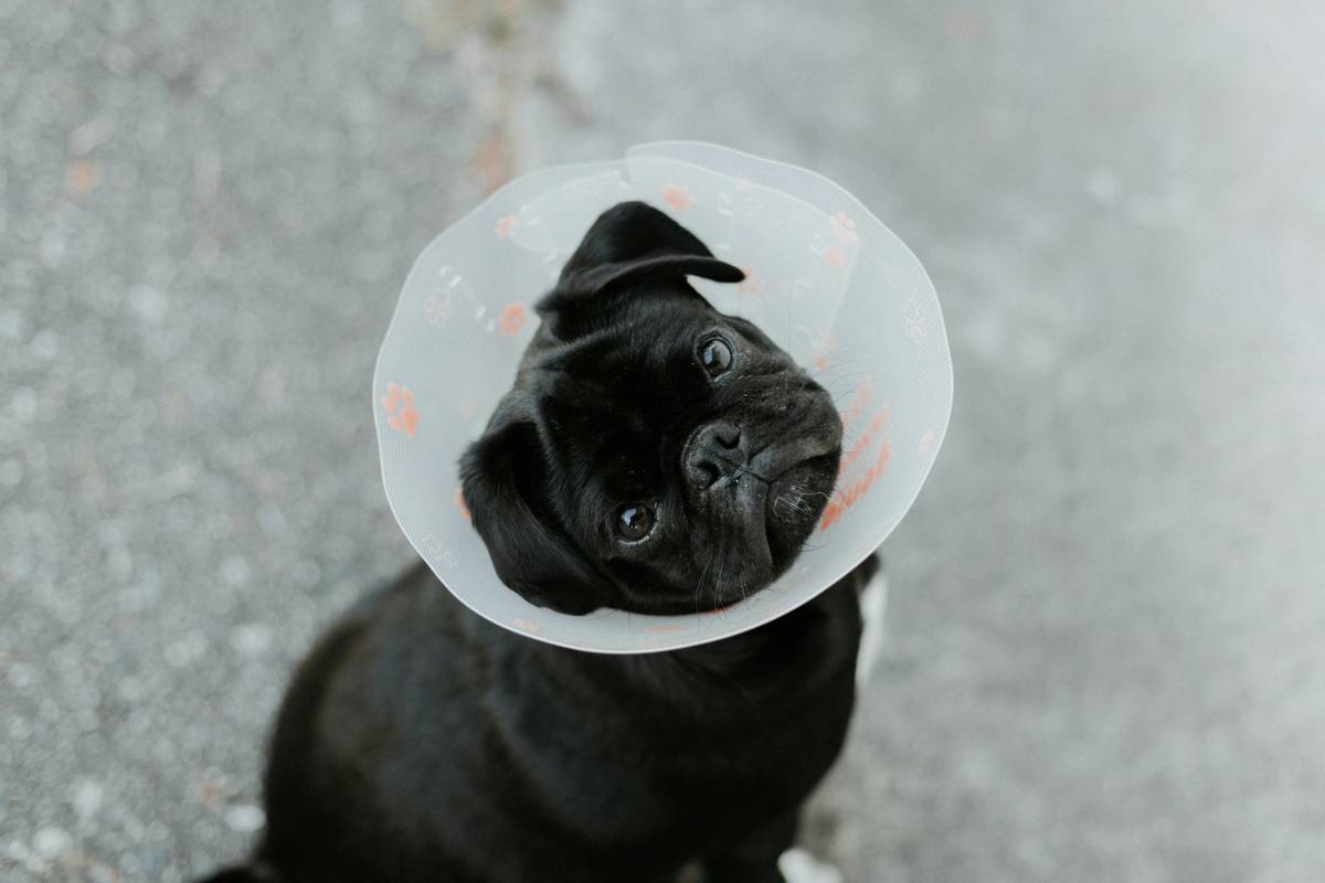 Dog with bandaged paw after tornado damage – injury claim tornado coverage plan in action