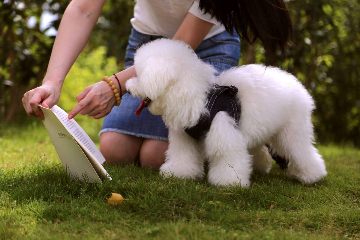 Dog recovering post-surgery with pet insurance illness and accident coverage documents nearby
