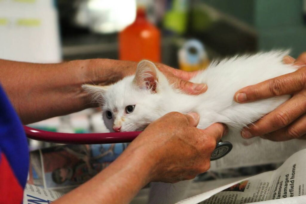 Emergency Pet Insurance Coverage: 7 Proven Tips to Avoid Costly Mistakes