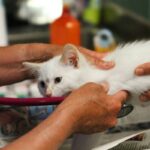Emergency Pet Insurance Coverage: 7 Proven Tips to Avoid Costly Mistakes
