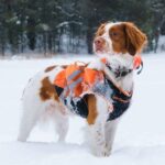 Emergency Vet Tornado Coverage Plan In: 7 Proven Ways to Avoid Costly Pet Disasters