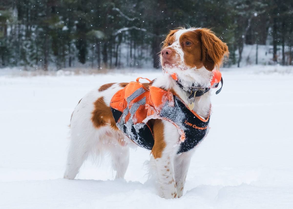 Emergency Vet Tornado Coverage Plan In: 7 Proven Ways to Avoid Costly Pet Disasters